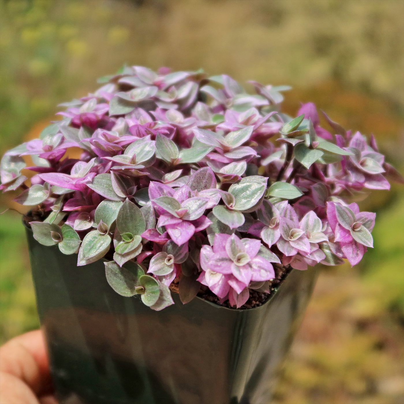 Pink Lady - Turtle Vine 'Callisia repens variegated'