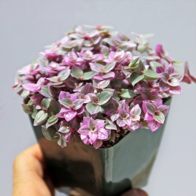 callisia repens pink lady succulent Pink Lady 'Callisia repens variegated'