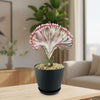 Mermaid Tail Cactus - Euphorbia lactea Cristata Grafted