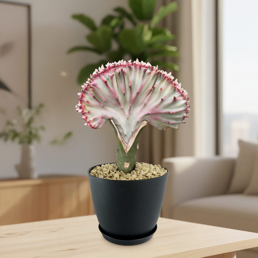 patrol_placeholder_a6ead9acc5af34cb22c78a05ed144ef7