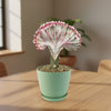 Mermaid Tail Cactus - Euphorbia lactea Cristata Grafted