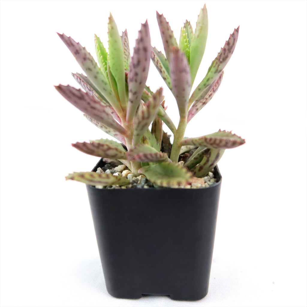 Pink Mother of Thousands Plant - Kalanchoe ‘Pink Butterflies’