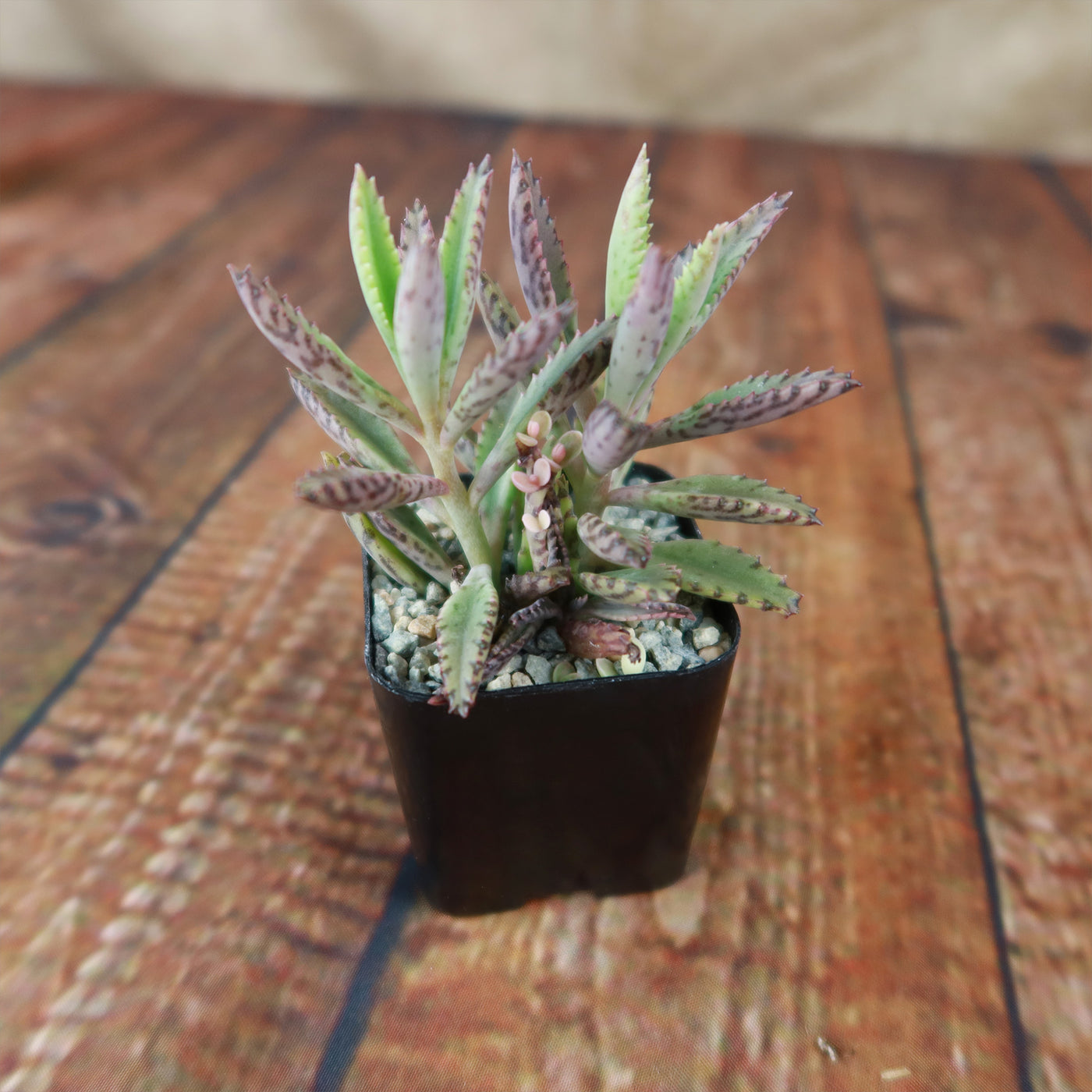 succulents box mother of thousands kalanchoe 2 inch Shop 'Kalanchoe Pink Butterflies – Pink Mother of Thousands Plant' Care and Info