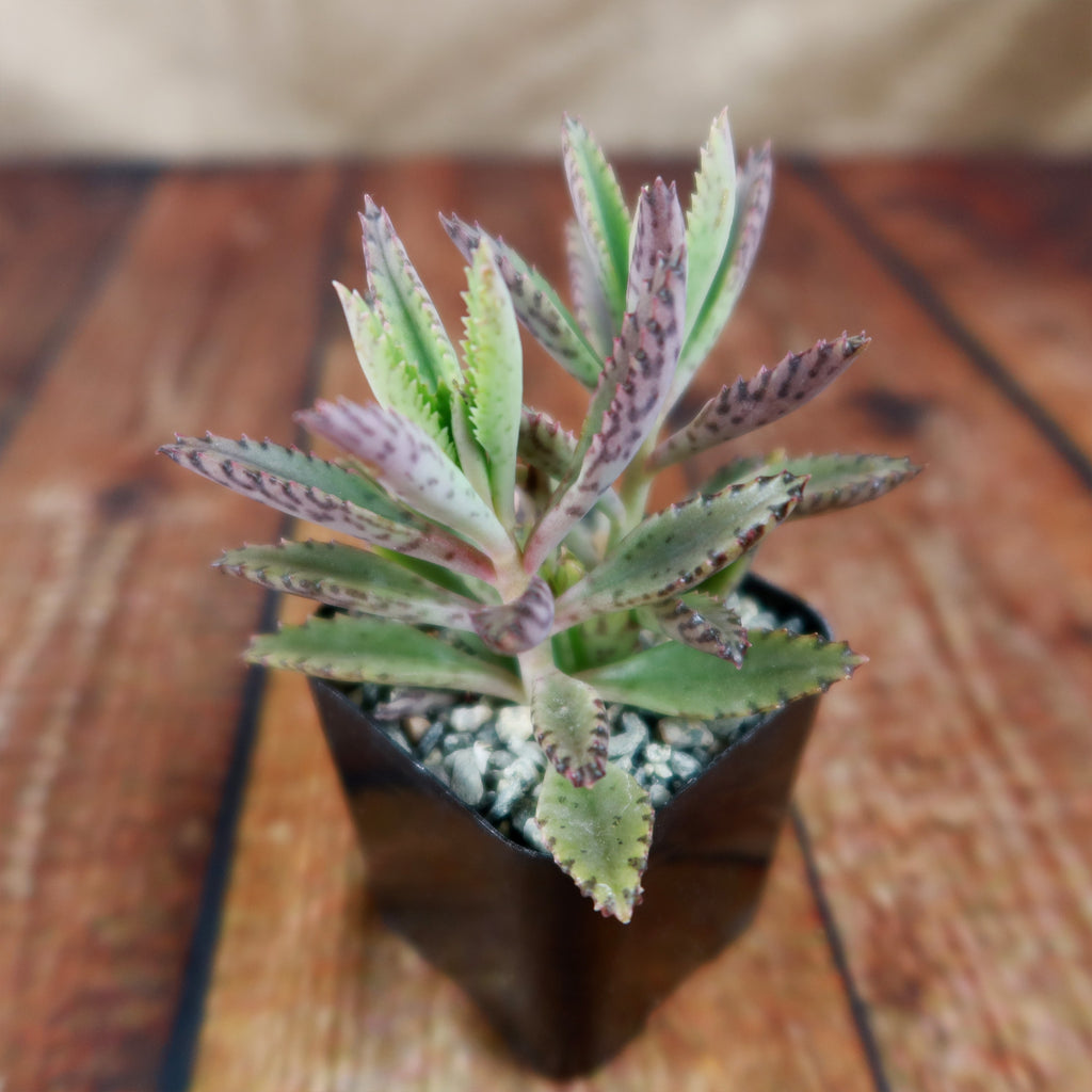 Pink Mother of Thousands Plant - Kalanchoe ‘Pink Butterflies’