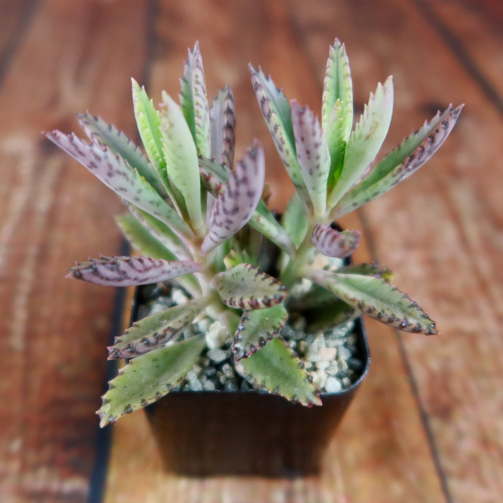 Pink Mother of Thousands Plant - Kalanchoe ‘Pink Butterflies’