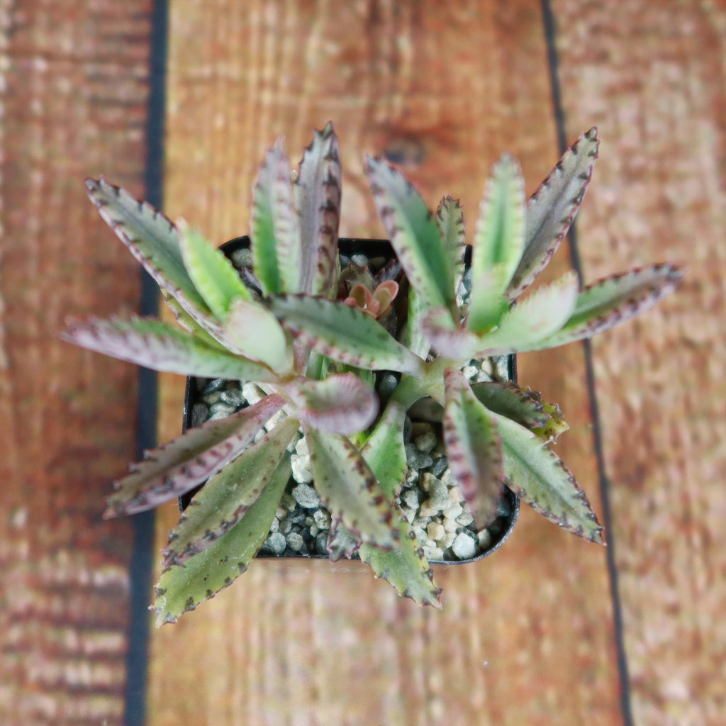 Pink Mother of Thousands Plant - Kalanchoe ‘Pink Butterflies’