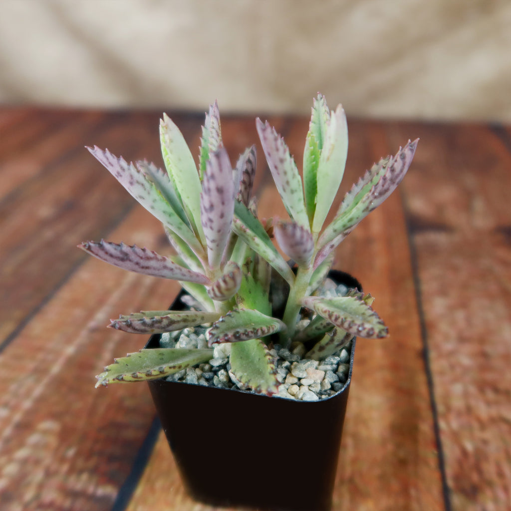 Pink Mother of Thousands Plant - Kalanchoe ‘Pink Butterflies’