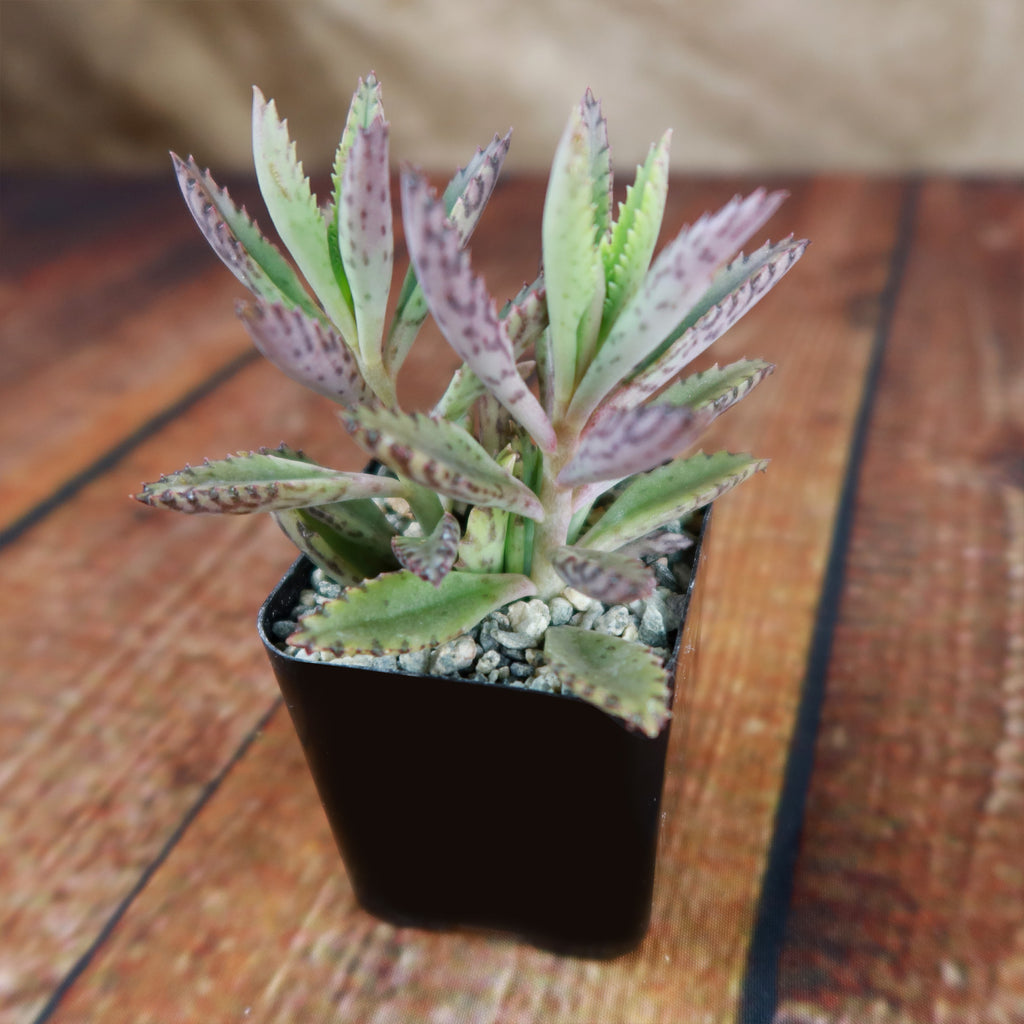 Pink Mother of Thousands Plant - Kalanchoe ‘Pink Butterflies’