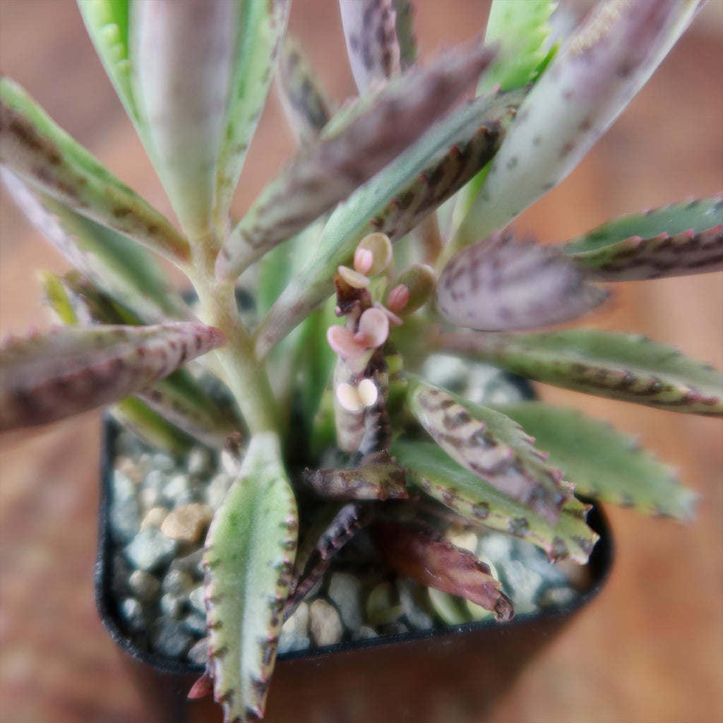 Pink Mother of Thousands Plant - Kalanchoe ‘Pink Butterflies’