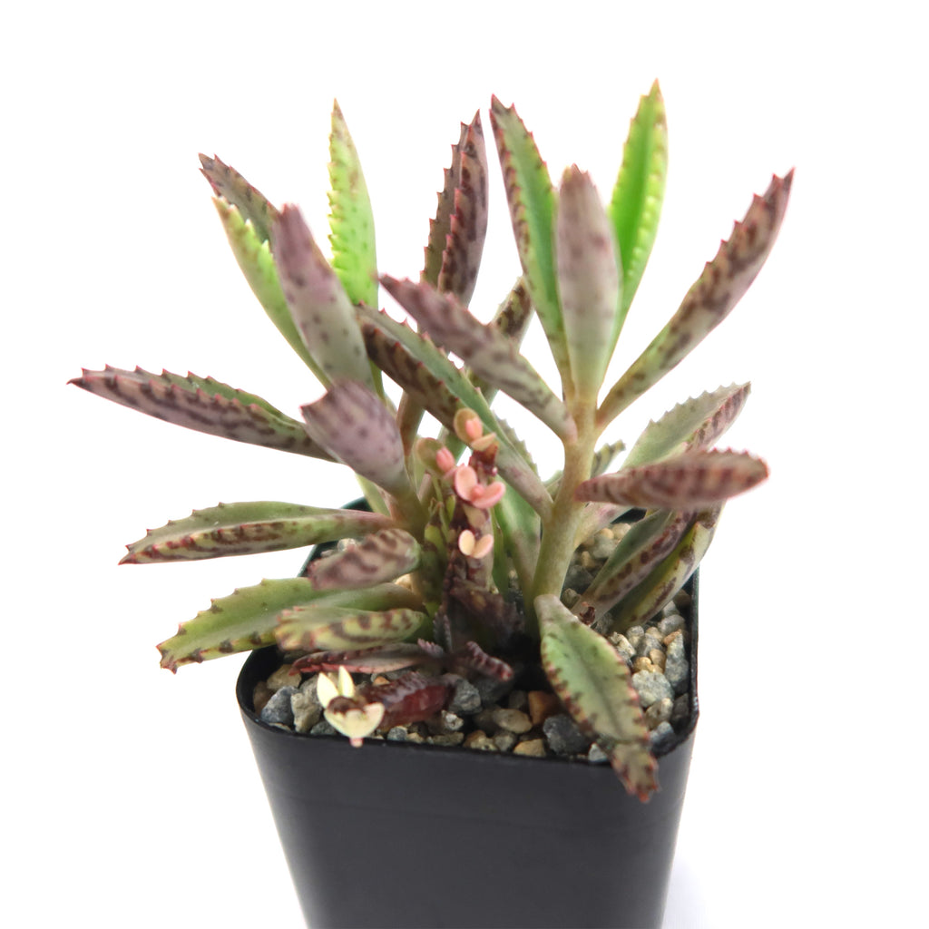 Pink Mother of Thousands Plant - Kalanchoe ‘Pink Butterflies’