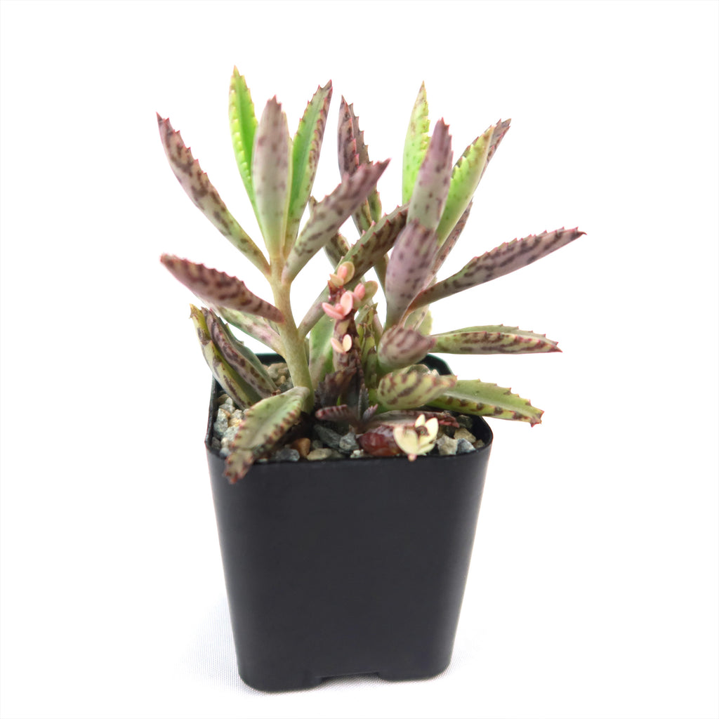 Pink Mother of Thousands Plant - Kalanchoe ‘Pink Butterflies’