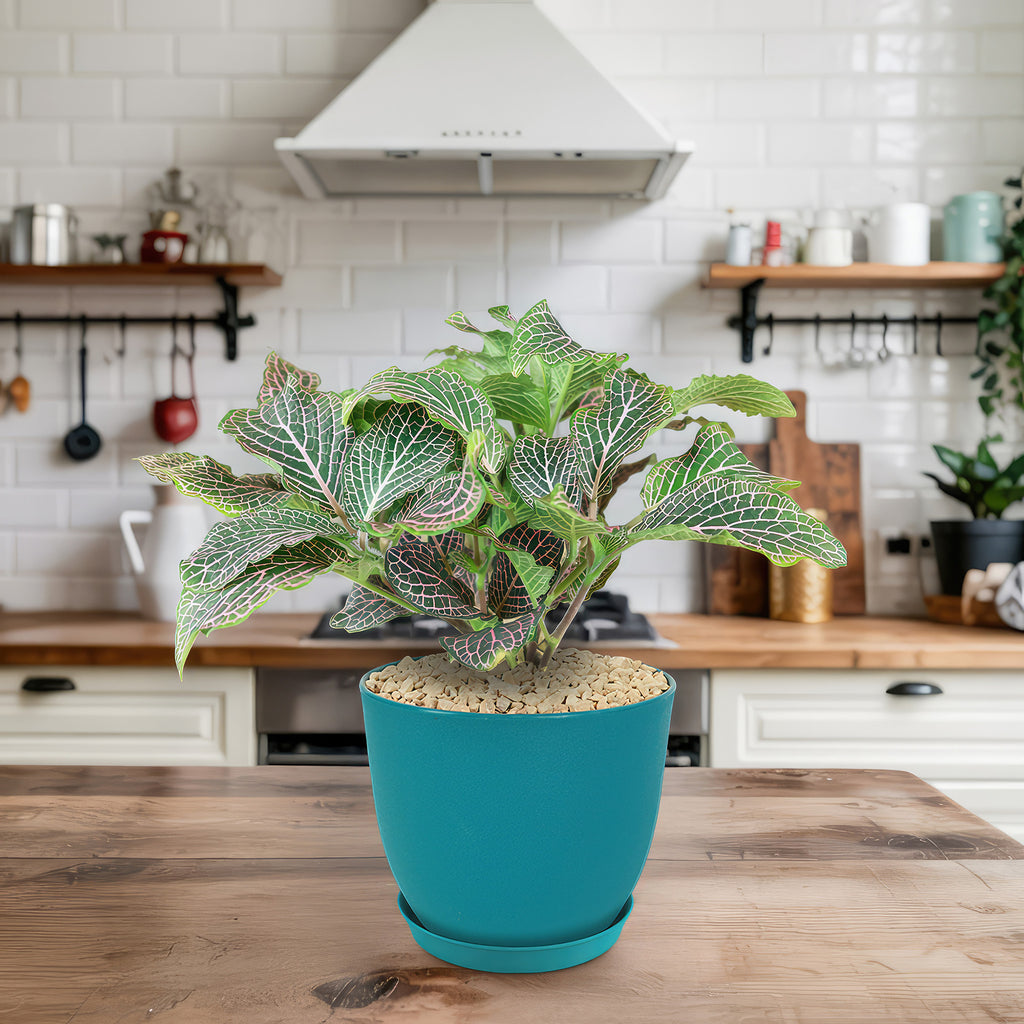 Pink Nerve Plant – Fittonia albivenis ‘Pink’