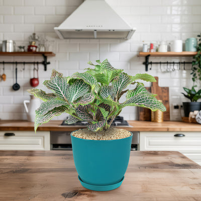 Pink Nerve Plant – Fittonia albivenis ‘Pink’