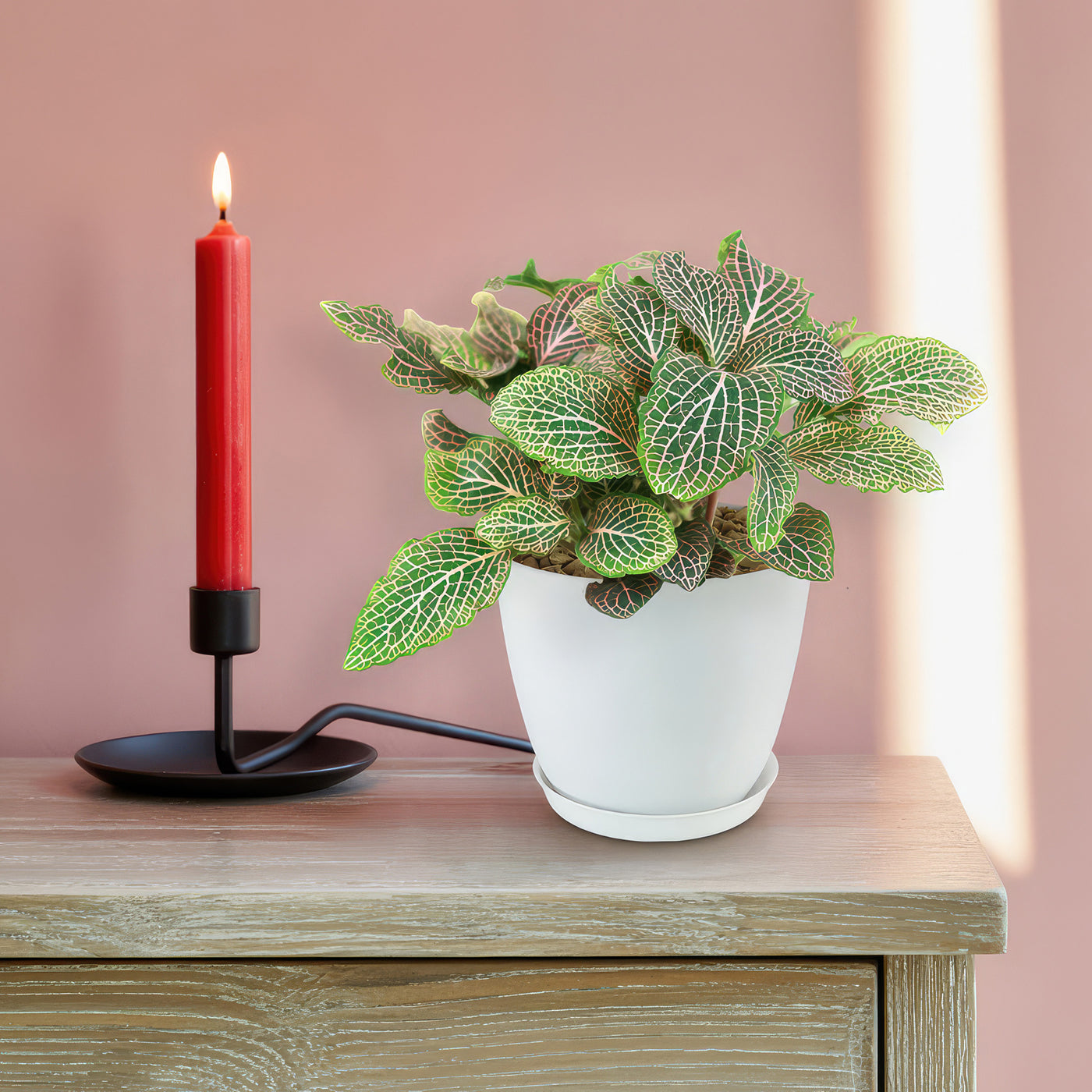Pink Nerve Plant – Fittonia albivenis ‘Pink’