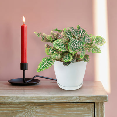 Pink Nerve Plant – Fittonia albivenis ‘Pink’