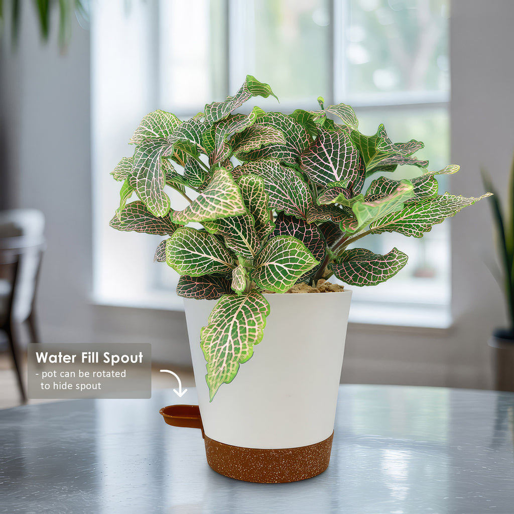 Pink Nerve Plant – Fittonia albivenis ‘Pink’