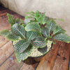Pink Nerve Plant – Fittonia albivenis ‘Pink’