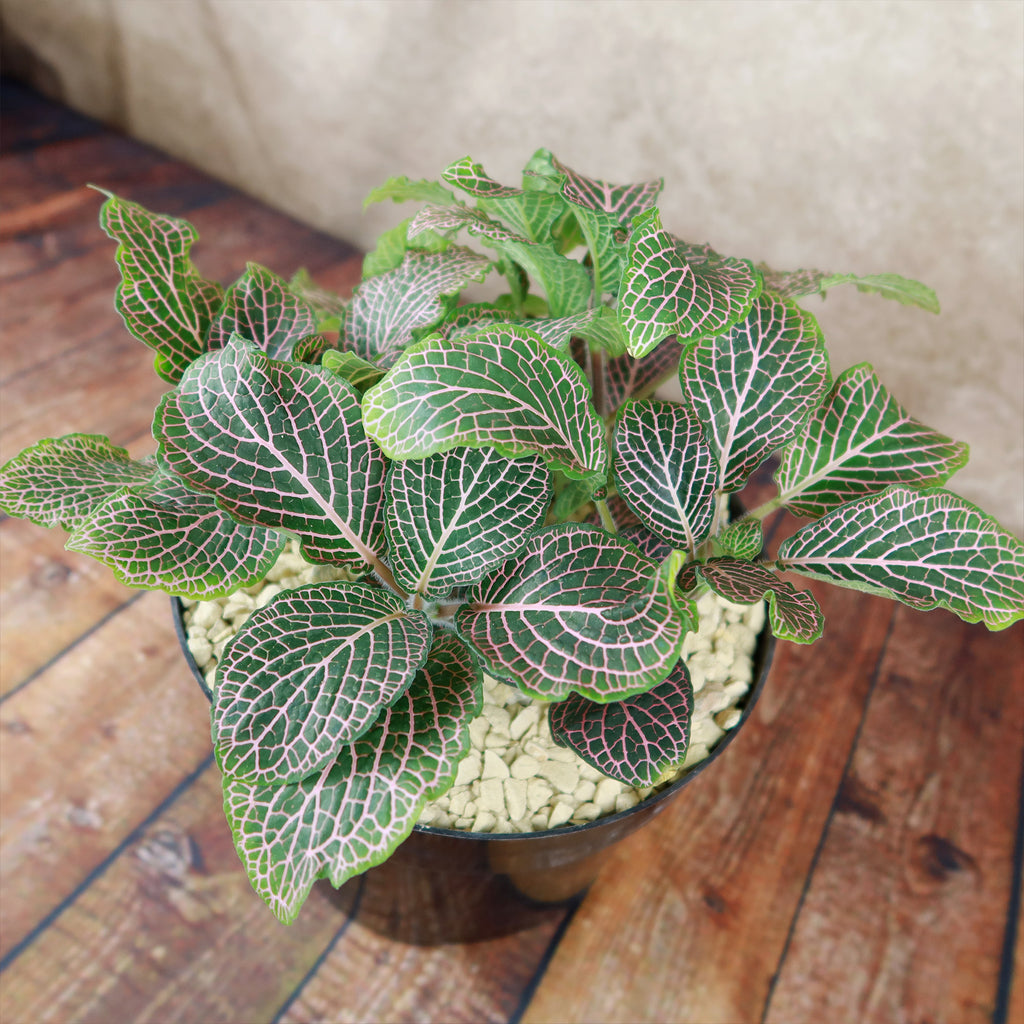 Pink Nerve Plant – Fittonia albivenis ‘Pink’