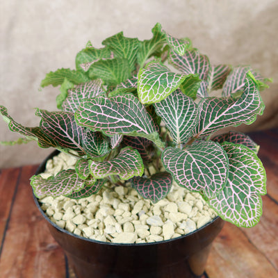 Pink Nerve Plant – Fittonia albivenis ‘Pink’