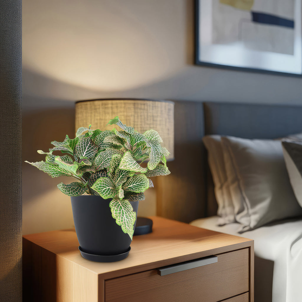 Pink Nerve Plant – Fittonia albivenis ‘Pink’