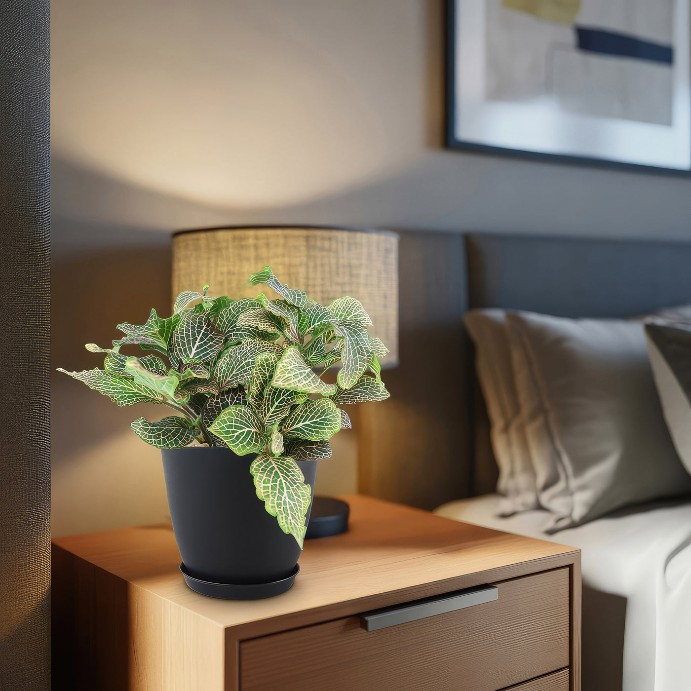 Pink Nerve Plant – Fittonia albivenis ‘Pink’