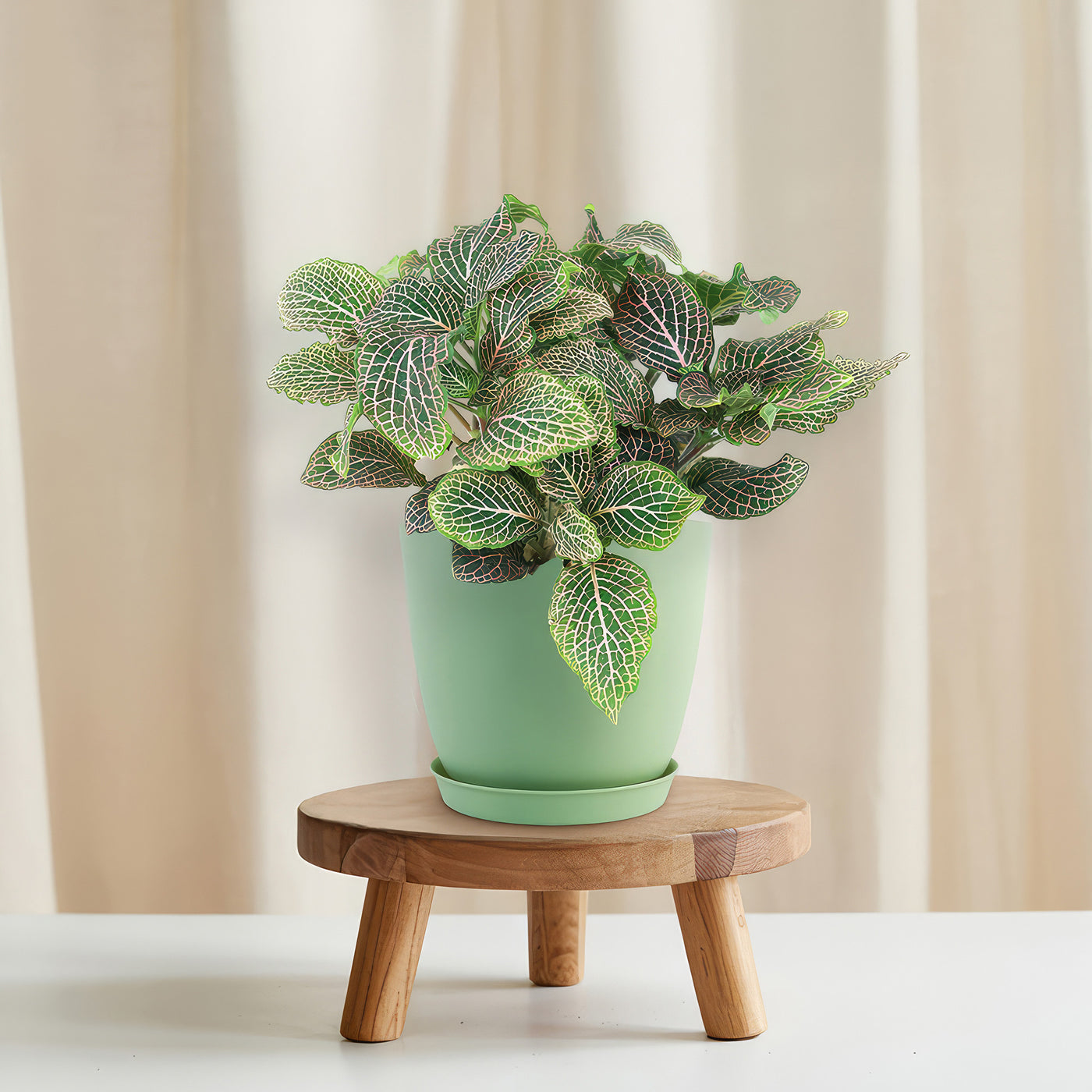 pink indoor plant Pink Nerve Plant – Fittonia albivenis ‘Pink’ 2 Gal. / Self Watering / Without Pot