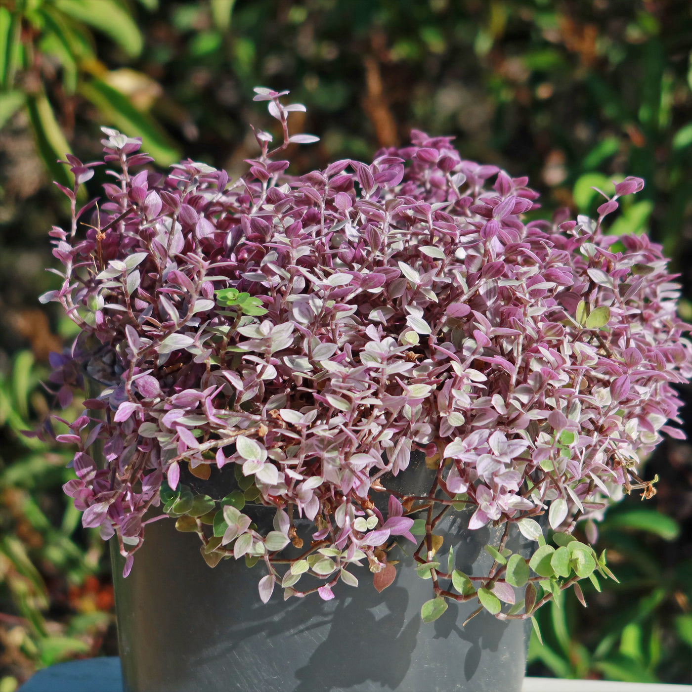 Shop Pink Panther Plant Tradescantia Callisia Repens Pink Panther shop-pink-panther-plant-tradescantia-callisia-repens-pink-panther