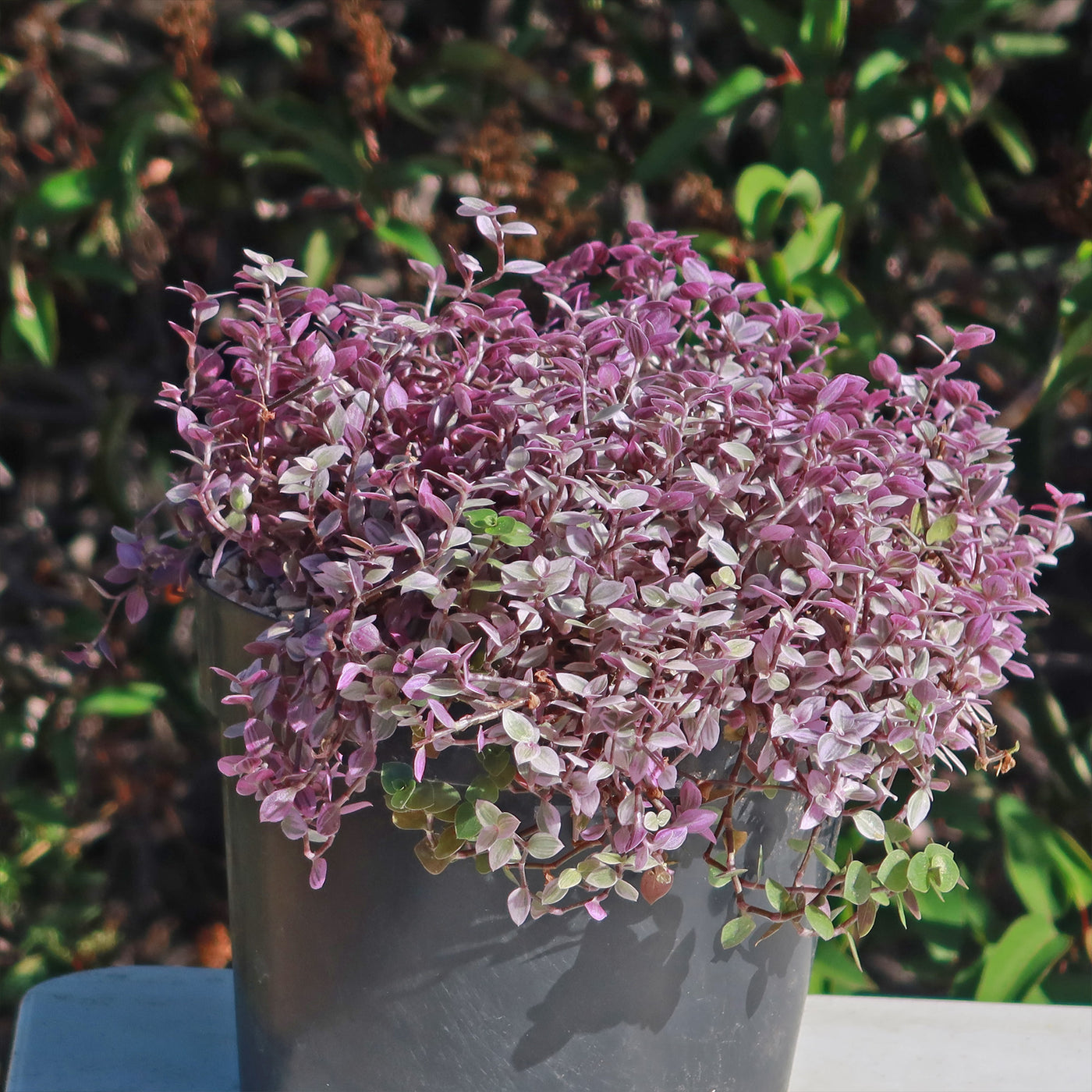 Shop Pink Panther Plant Tradescantia Callisia Repens Pink Panther shop-pink-panther-plant-tradescantia-callisia-repens-pink-panther