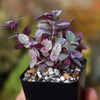 Pink Panther Plant - Tradescantia &