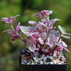 Pink Panther Plant - Tradescantia &