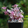 Pink Panther Plant - Tradescantia &