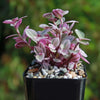 Pink Panther Plant - Tradescantia &