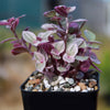 Pink Panther Plant - Tradescantia &