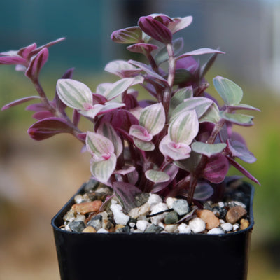 pink panther plant indoor care Pink Panther Plant