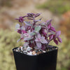 Pink Panther Plant - Tradescantia &