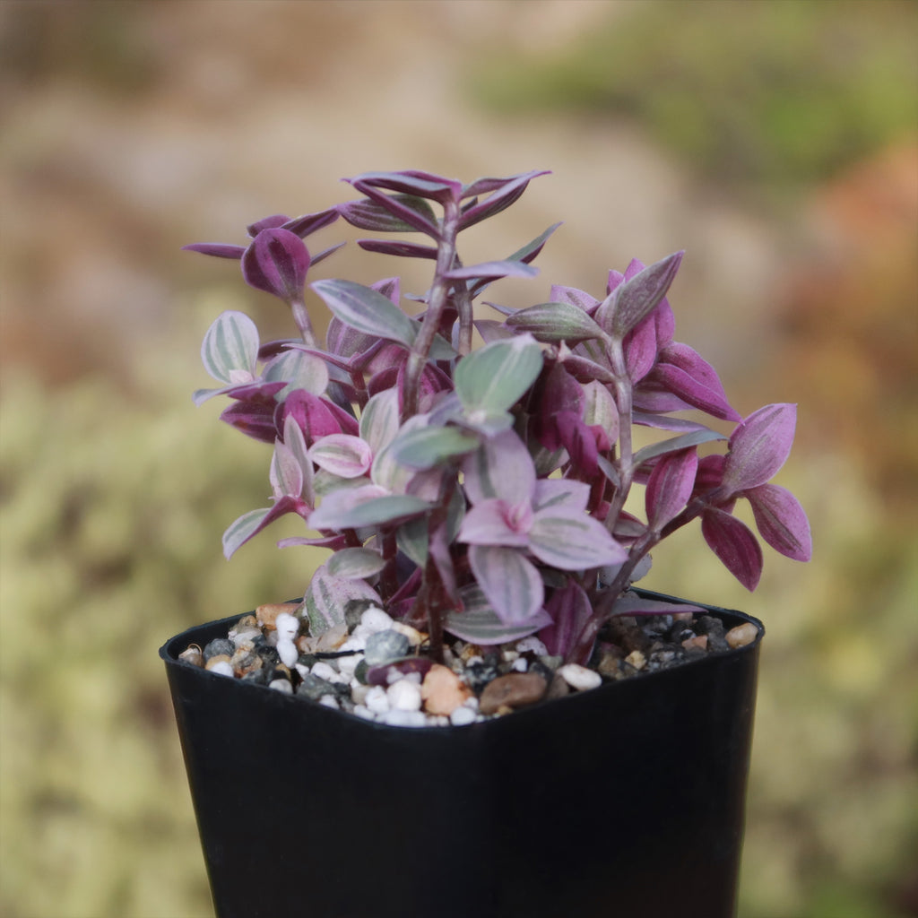 Pantera Rosa Planta Shop 'Pink Panther Plant - Tradescantia Callisia repens Pink Panther ...