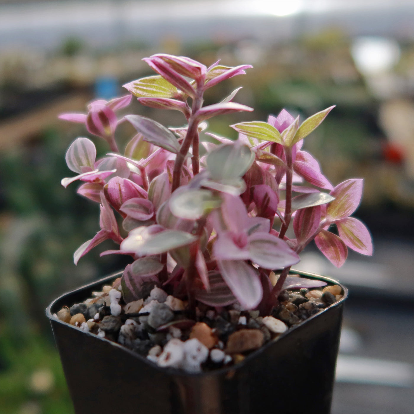 pink panther plant indoor care Shop 'Pink Panther Plant - Tradescantia Callisia repens Pink Panther' Care and Info