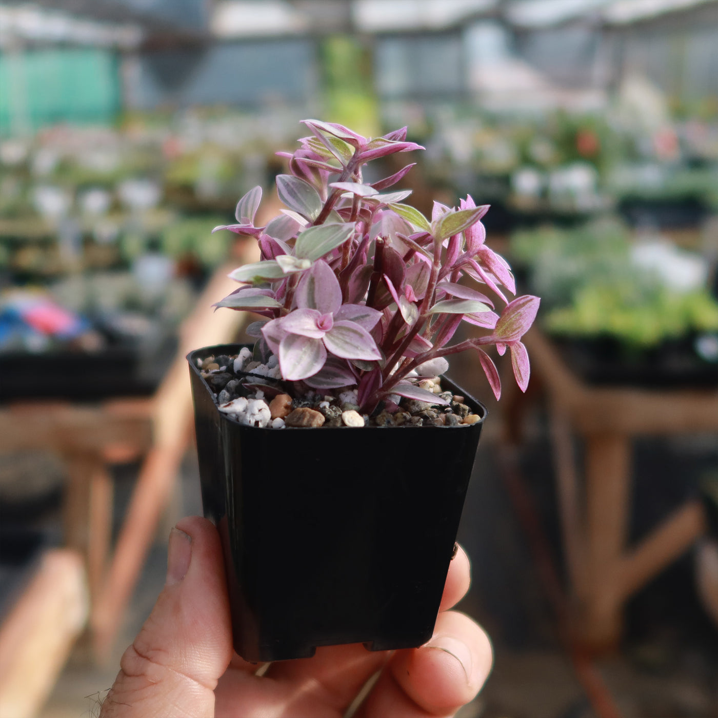 pink panther plant indoor Shop 'Pink Panther Plant - Tradescantia Callisia repens Pink Panther' Care and Info