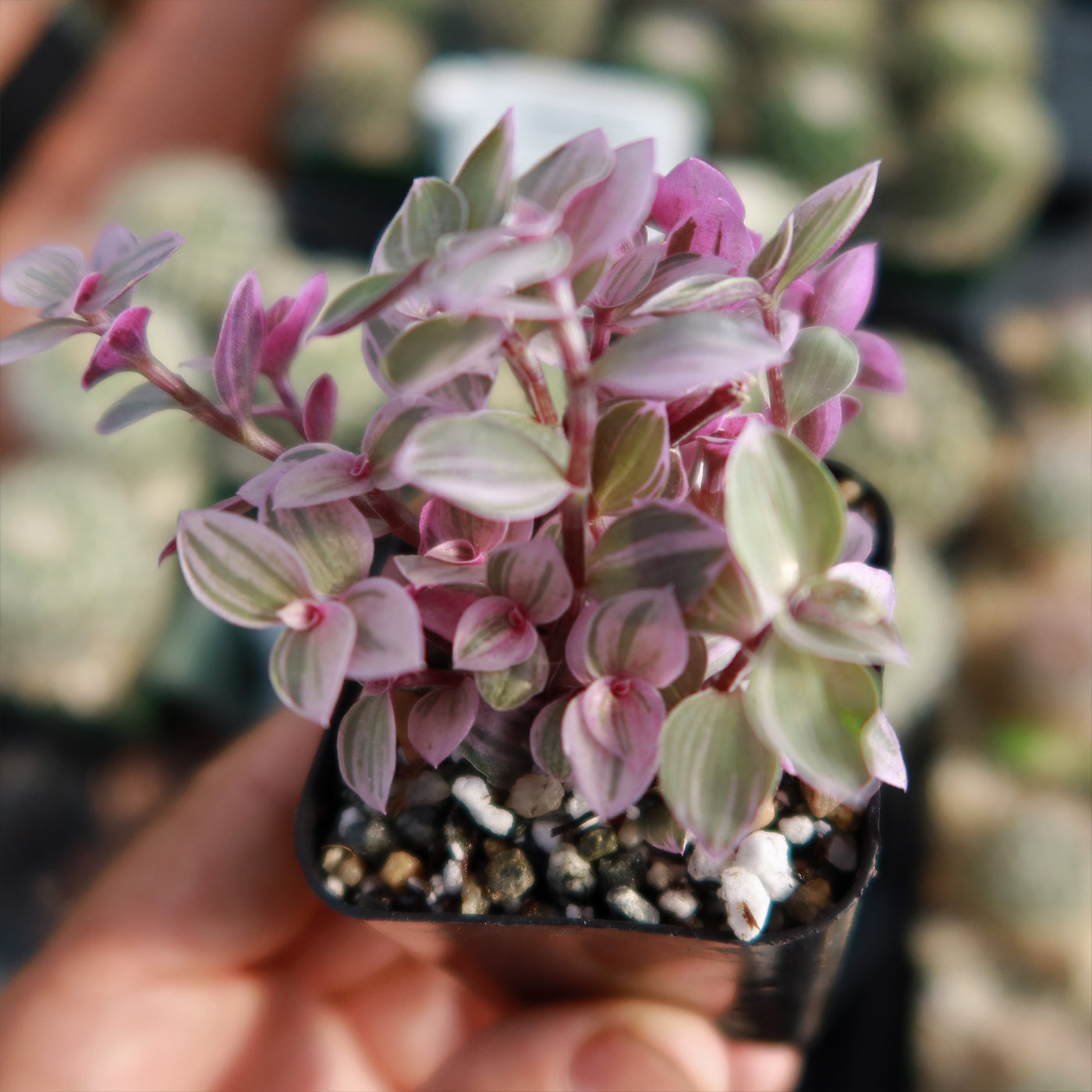 pink panther plant indoor care Shop 'Pink Panther Plant - Tradescantia Callisia repens Pink Panther' Care and Info