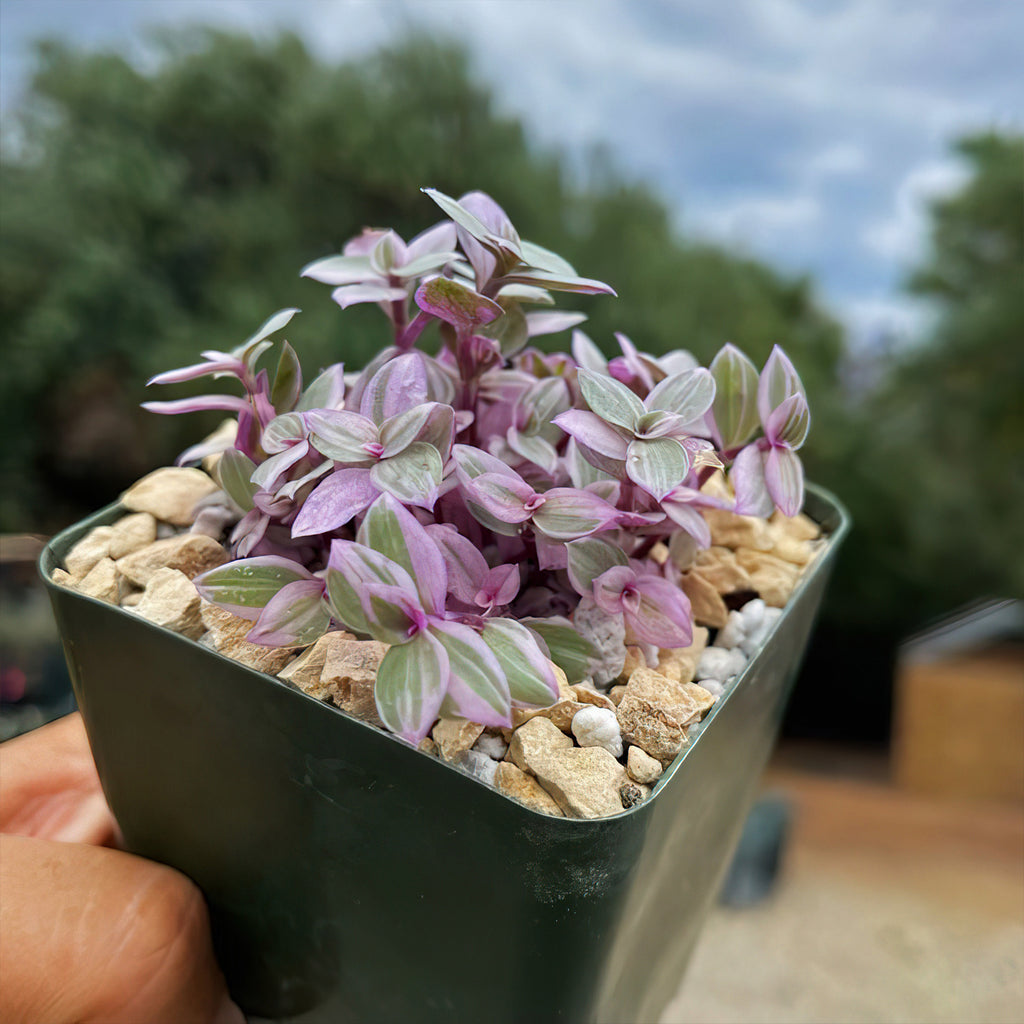 Pink Panther Plant - Tradescantia &
