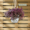 Pink Panther Plant - Tradescantia &