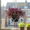 Pink Panther Plant - Tradescantia &