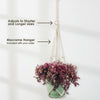 Pink Panther Plant - Tradescantia &