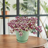 Pink Panther Plant with trailing purple and green leaves in a light green pot on a wooden table, greenery and window blurred behind.