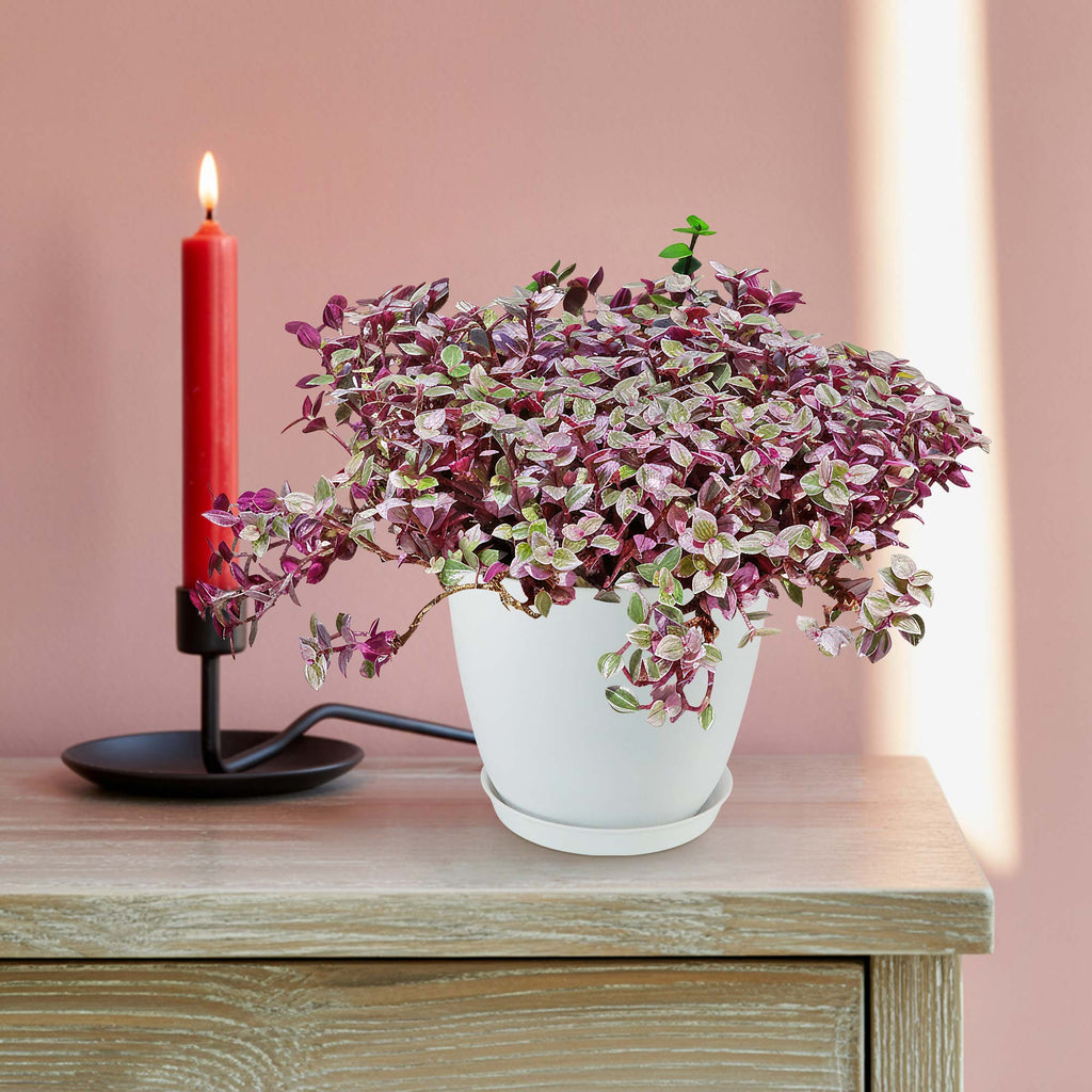 patrol_placeholder_a6ead9acc5af34cb22c78a05ed144ef7