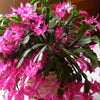 Christmas Cactus &