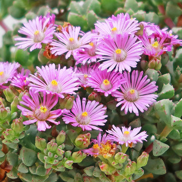 Shop 'Pink Ice plant Succulent - Oscularia deltoides' Care and
