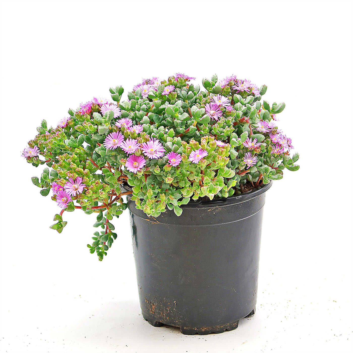 Pink Ice plant 'Oscularia deltoides'