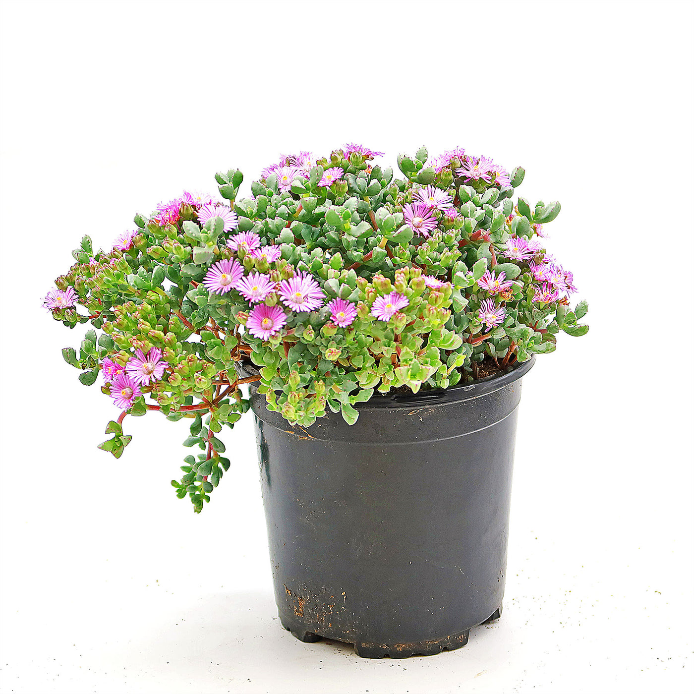 succulent pink flowering ground cover Shop 'Pink Ice plant Succulent - Oscularia deltoides' Care and Growing Guide