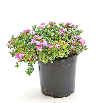 succulent tiny pink flowers Shop 'Pink Ice plant Succulent - Oscularia deltoides' Care and Growing Guide